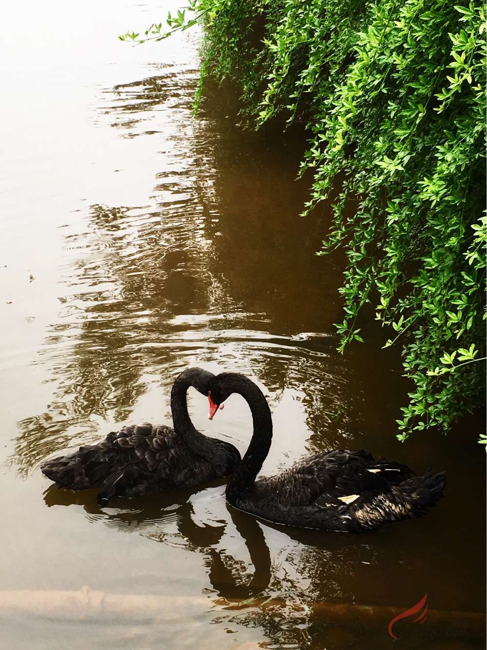 �������ˣ����Z�������ߡ�