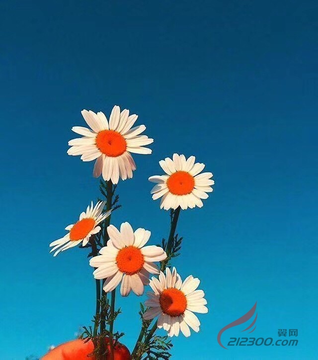 �ջ�����ӛ